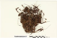 藏品(小金髮苔屬)的圖片